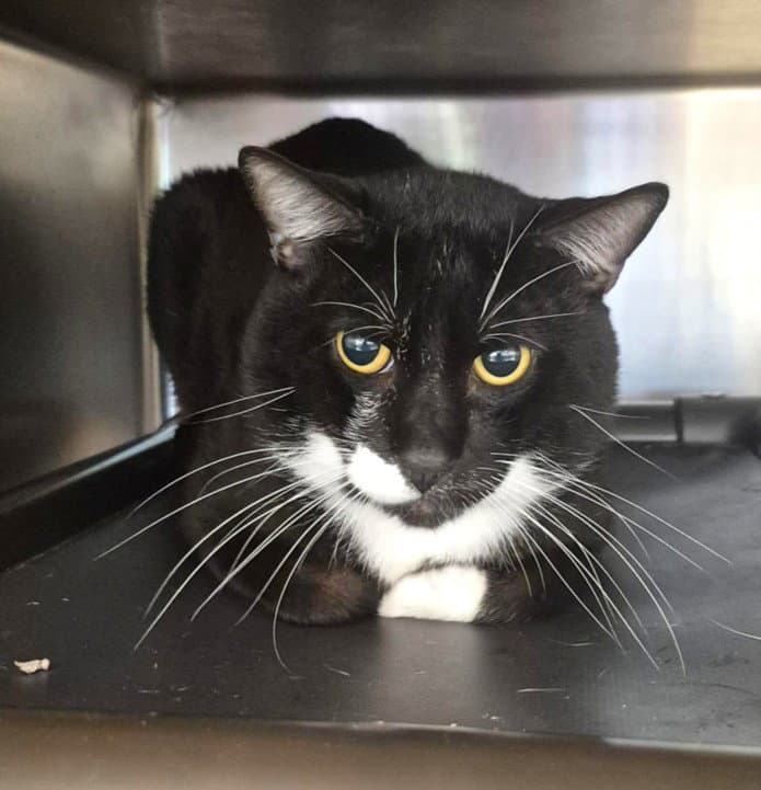 Juan - Domestic Short Hair