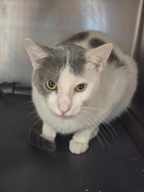 Ice Cream - Domestic Short Hair