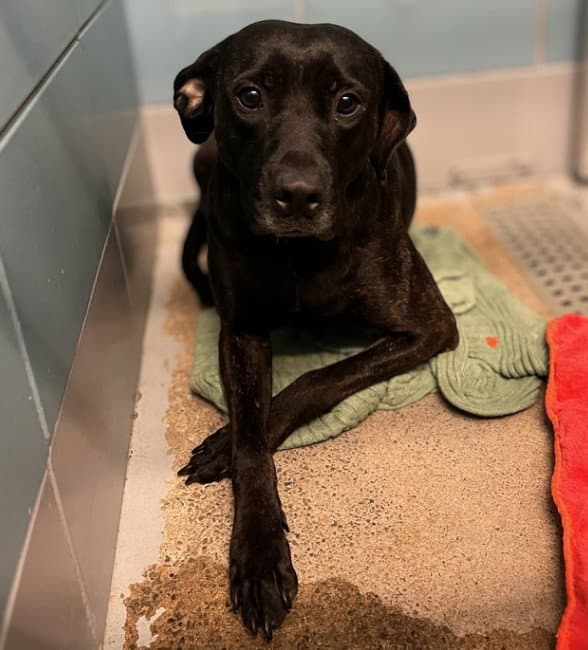 Spicy - Labrador Retriever