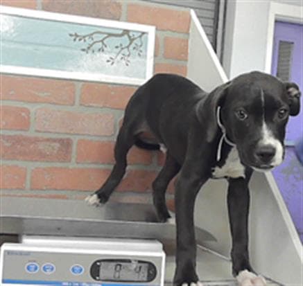 Unknown - Staffordshire Bull Terrier