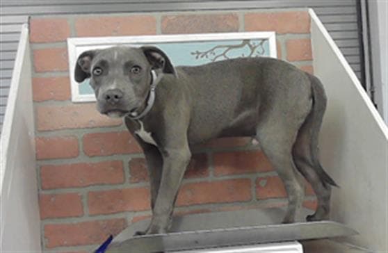 Unknown - Staffordshire Bull Terrier