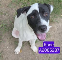 Kane image 1