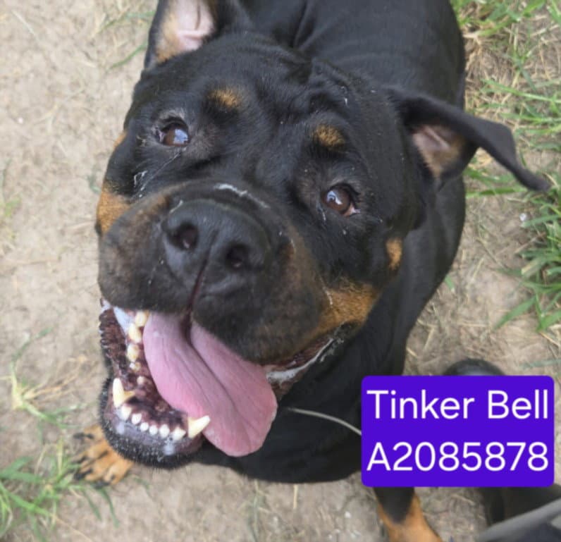 Tinker Bell