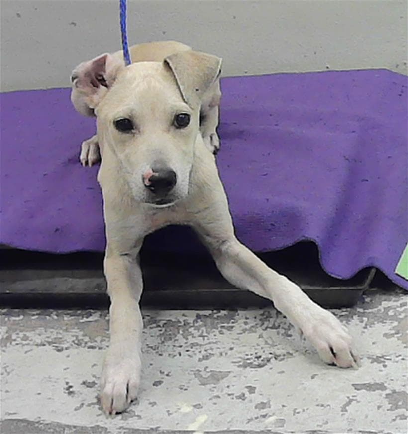 Kc - Labrador Retriever