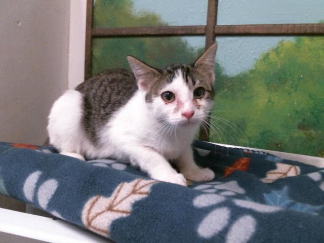 Unknown - Domestic Short Hair