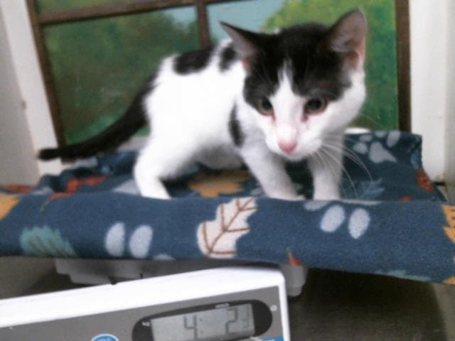 Unknown - Domestic Short Hair