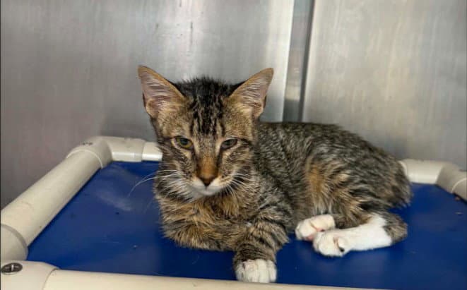 Unknown - Domestic Short Hair