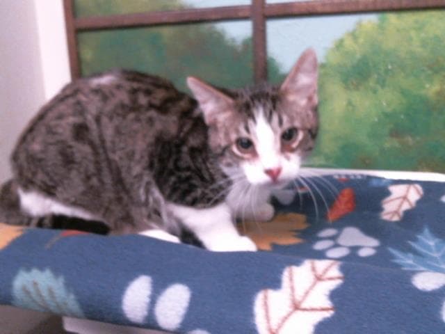 Unknown - Domestic Short Hair