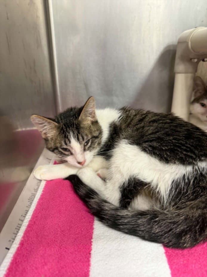 Unknown - Domestic Short Hair