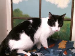 Lola-Bean image 1