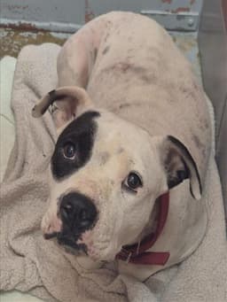 Missy image 1