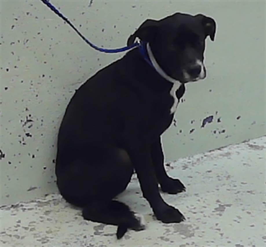 Unknown - Labrador Retriever