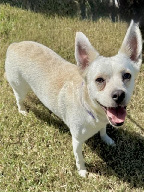 Marvin - Chihuahua