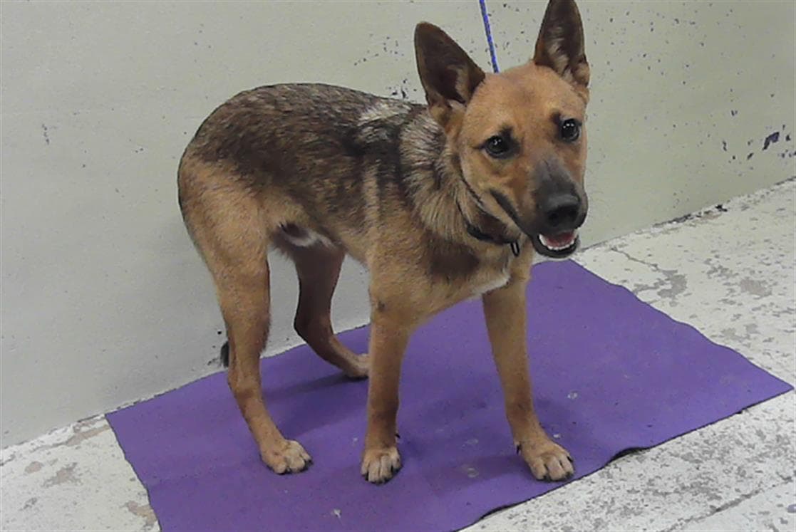Mushroom - German Shepherd Dog