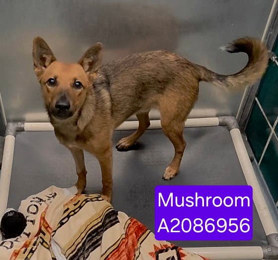 Mushroom - German Shepherd Dog