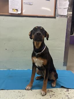 Bruno image 1