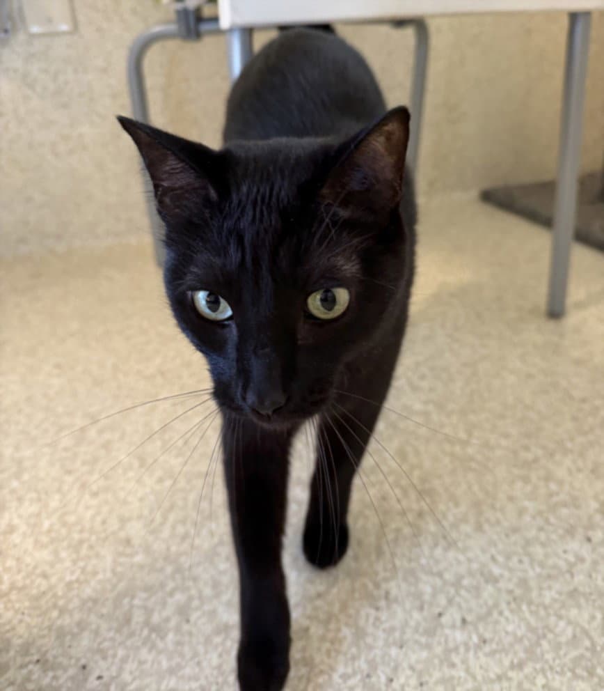 Onyx - Domestic Short Hair