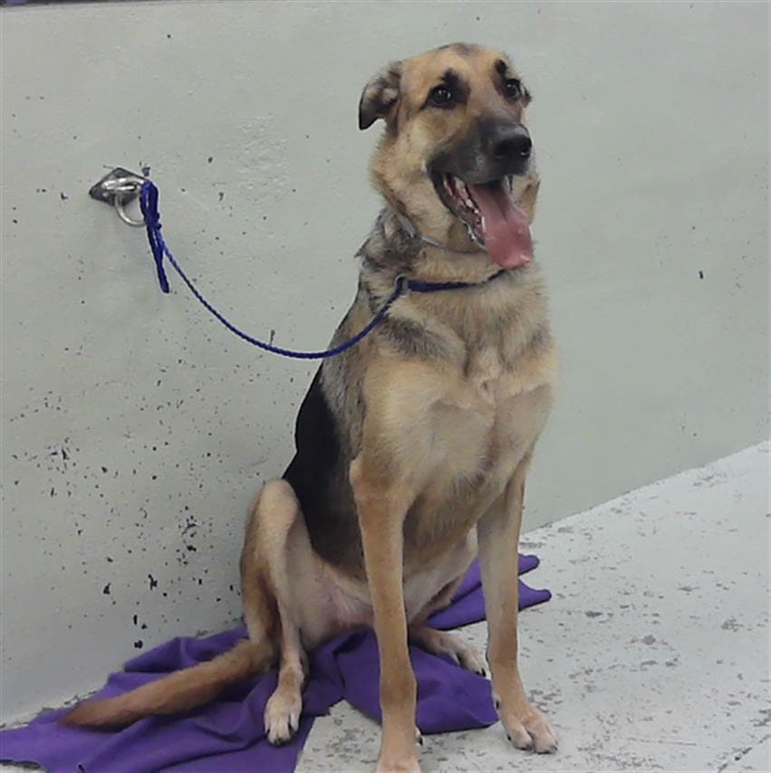 Bokki B - German Shepherd Dog
