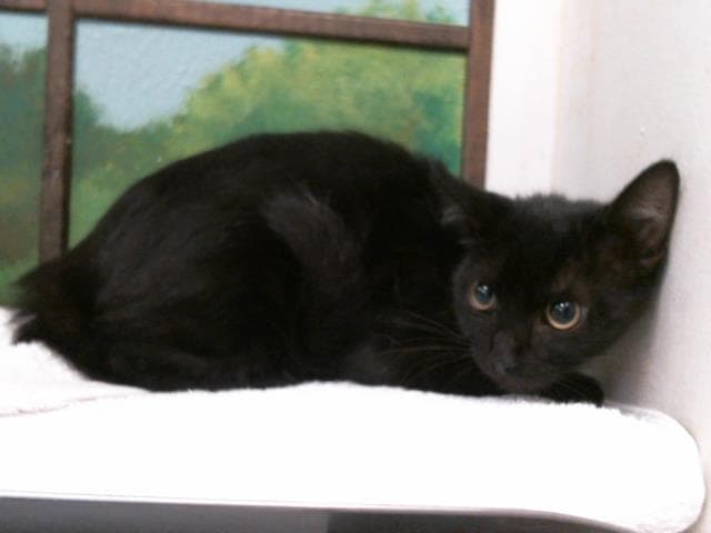Pepper - Domestic Short Hair