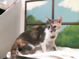 Princess image 1