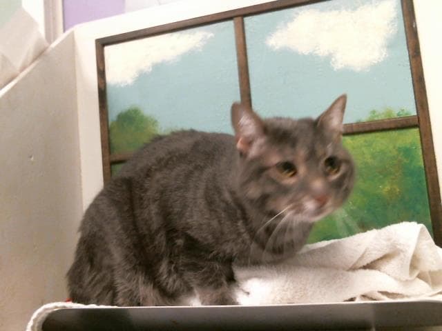 Mia - Domestic Short Hair
