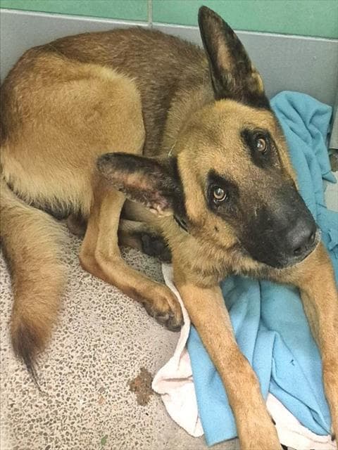 Unknown - German Shepherd Dog
