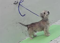 Milo image 1