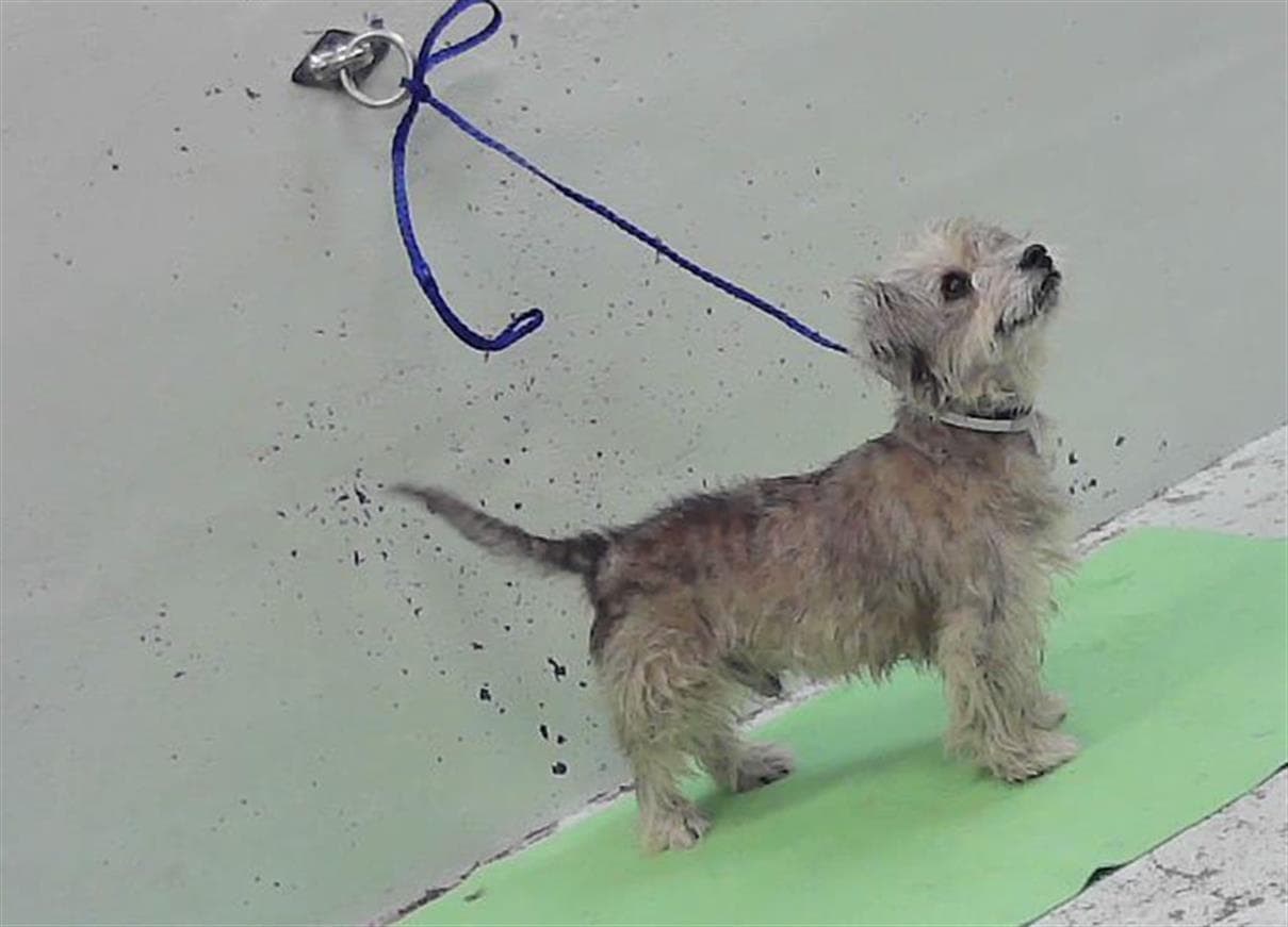 Milo - Miniature Schnauzer