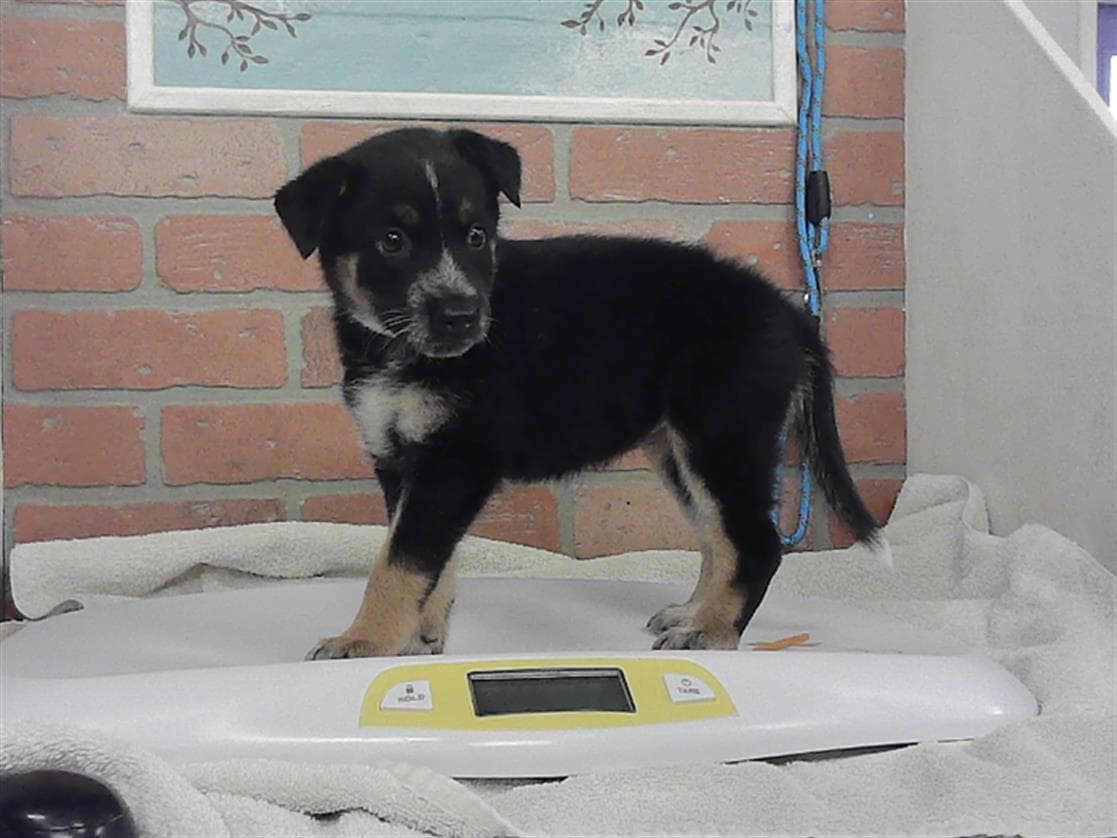 Unknown - German Shepherd Dog