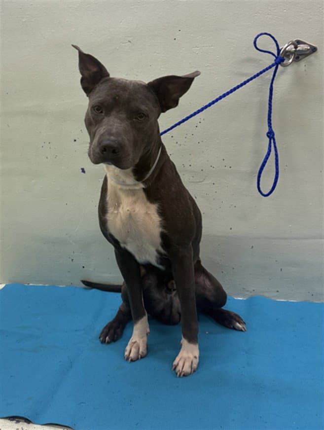 Milo - Staffordshire Bull Terrier