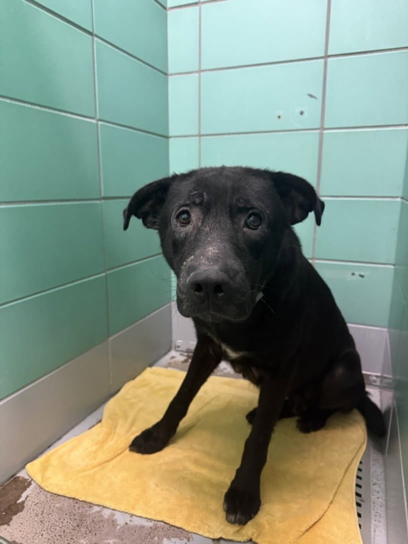 Unknown - Labrador Retriever