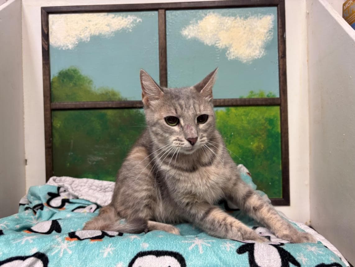 Unknown - Domestic Short Hair