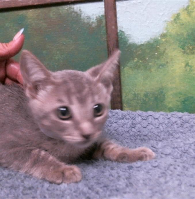 Zoe - Domestic Short Hair