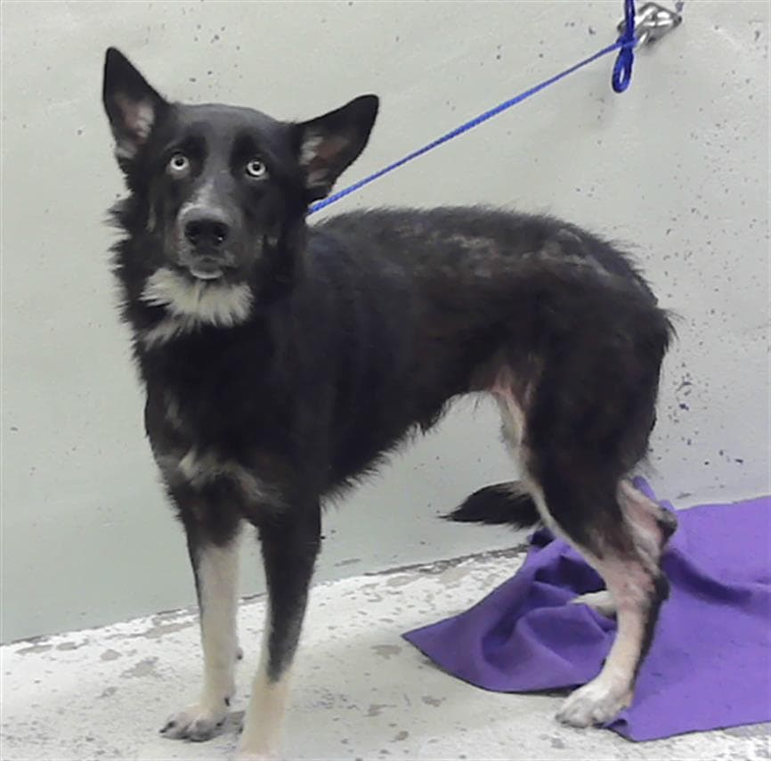 Unknown - Siberian Husky