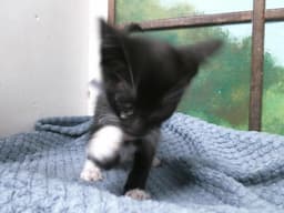 Ollie image 1
