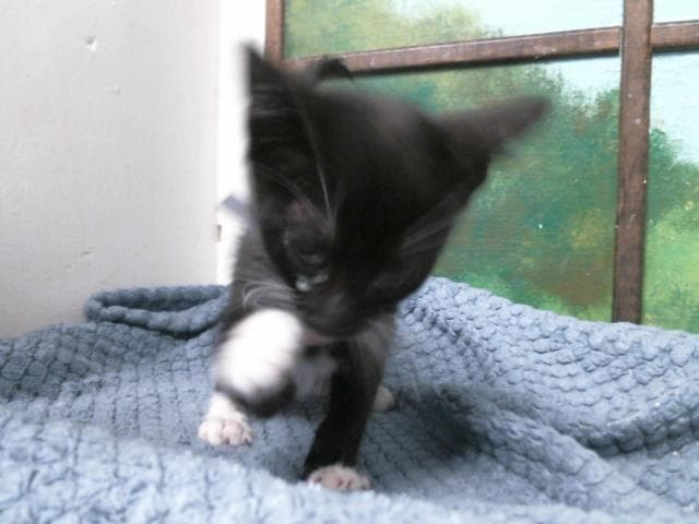 Ollie - Domestic Short Hair