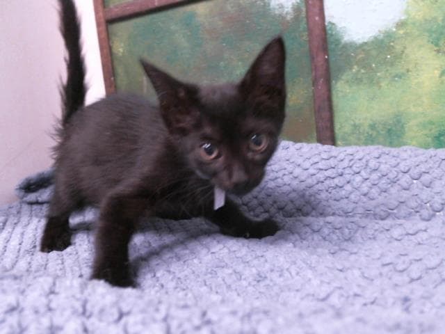 Kiki - Domestic Short Hair