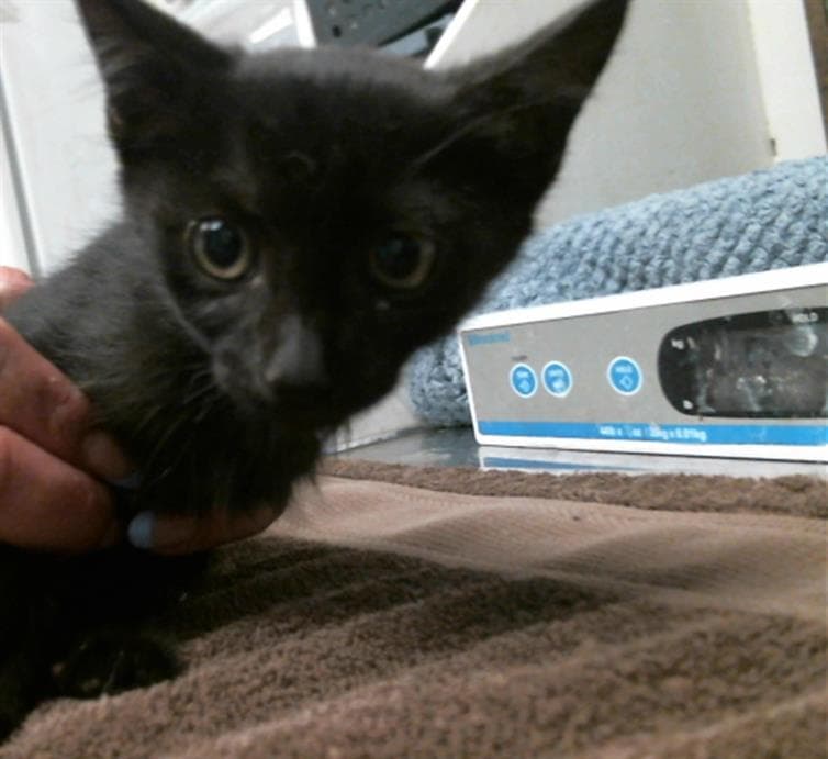 Colt - Domestic Short Hair