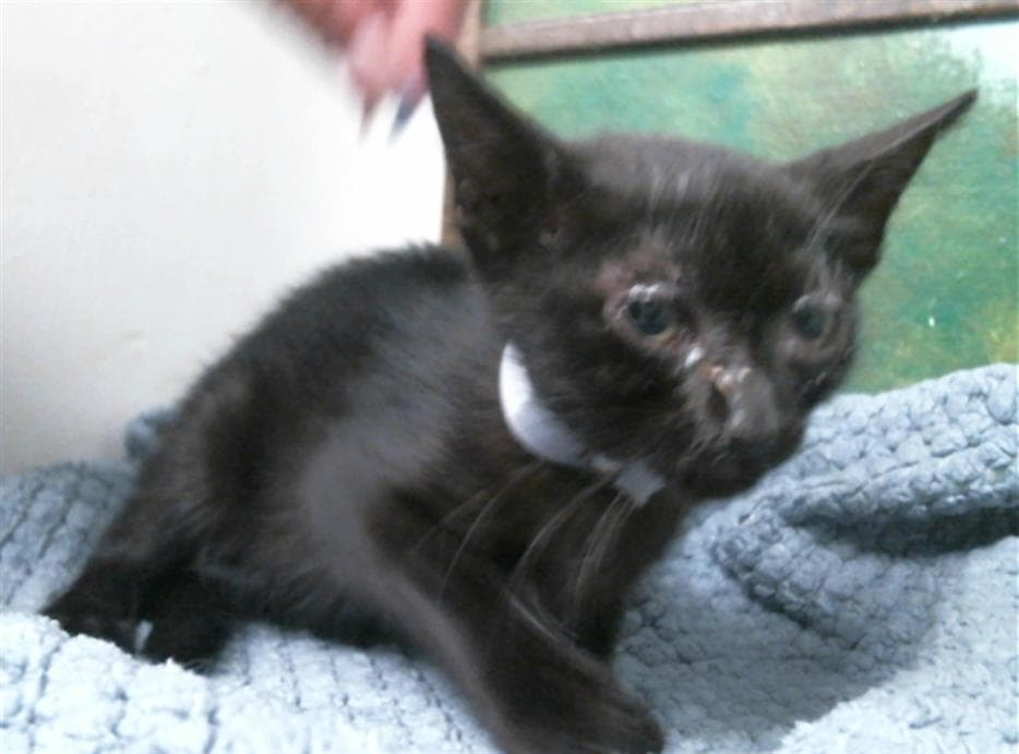 Astro - Domestic Short Hair