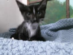 Benny image 1