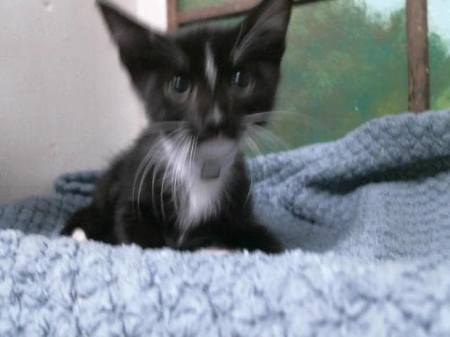 Benny - Domestic Short Hair