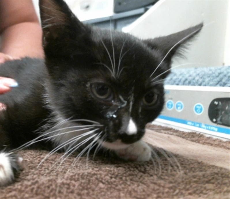 Ally - Domestic Short Hair