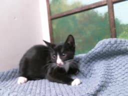 Claude image 1