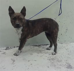 Darla image 1