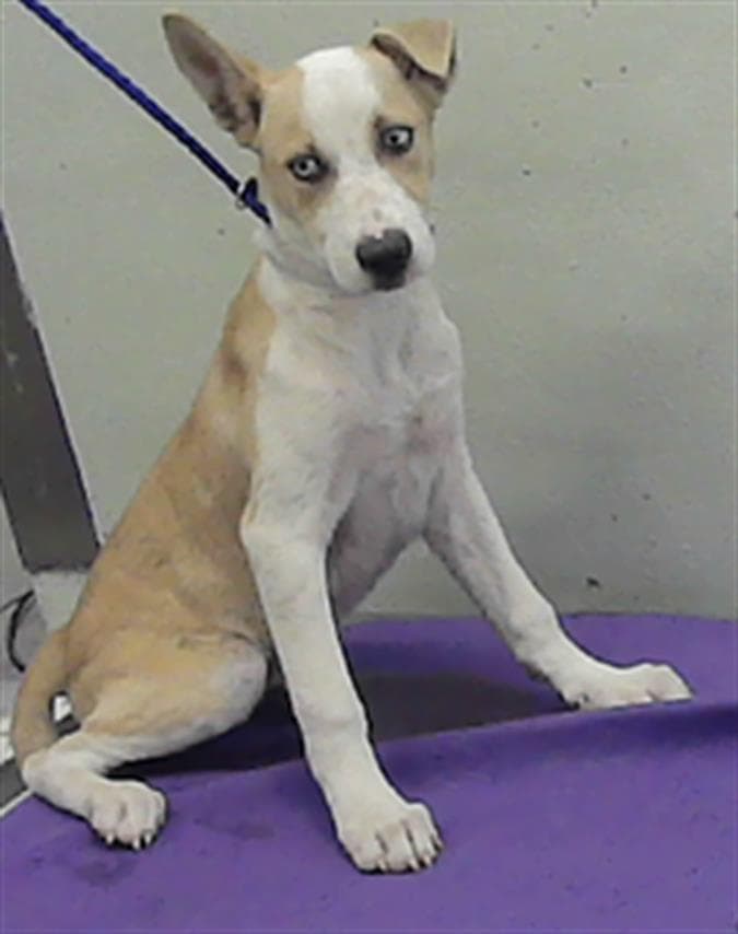 Unknown - Staffordshire Bull Terrier