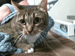 Socks image 1