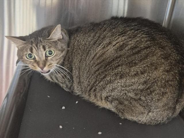 Socks - Domestic Short Hair