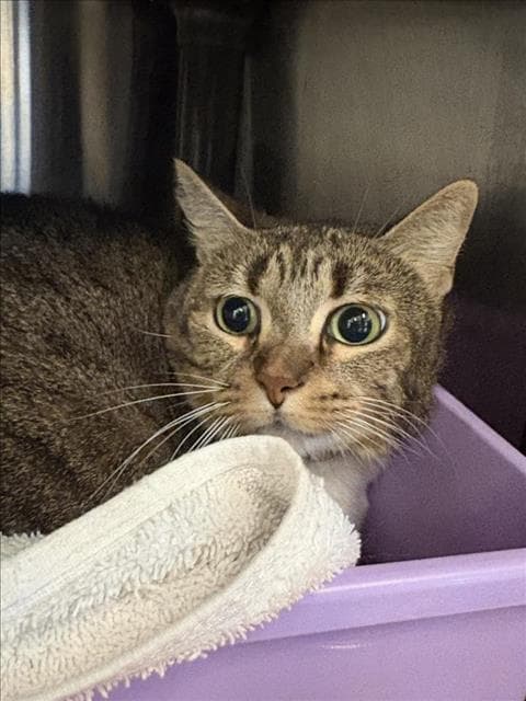 Socks - Domestic Short Hair