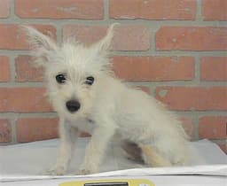 Bella image 1