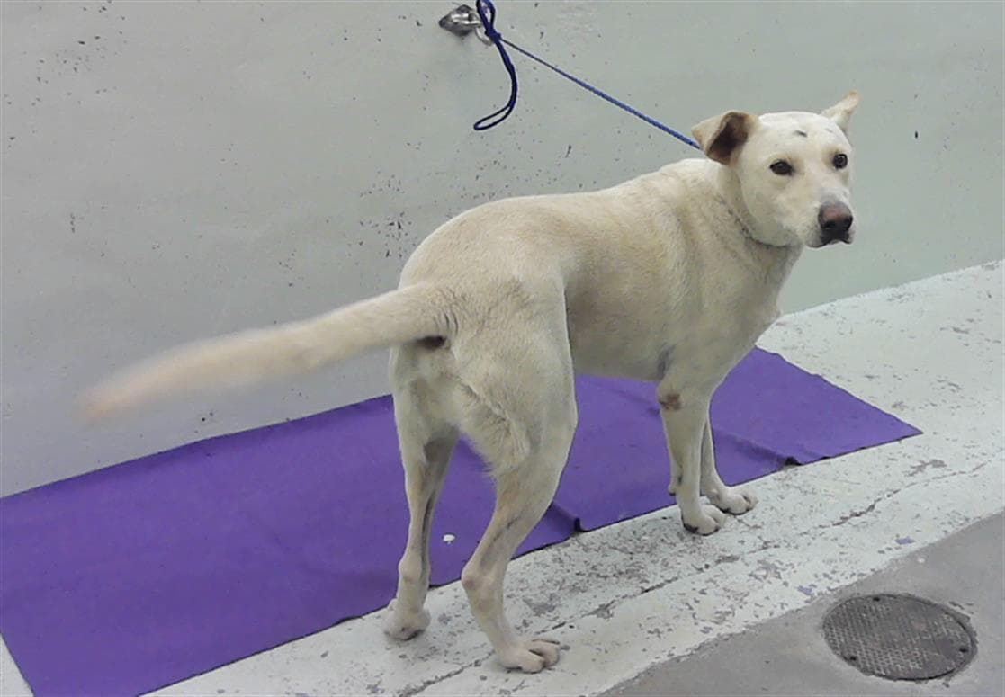 Unknown - Labrador Retriever